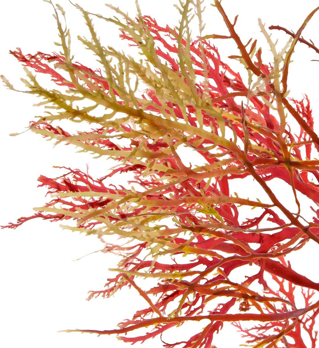 Galleria foto 'Viene dall’Irlanda l’alga “miracolosa” che fa Belle le Celeb!' - foto 4