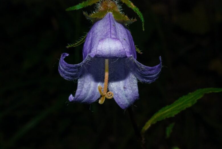 fiori perenni