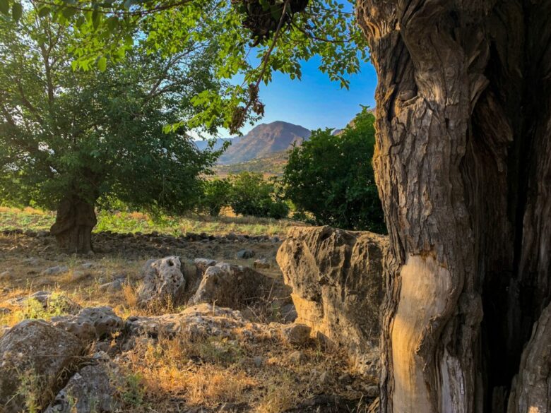 albero Gelso