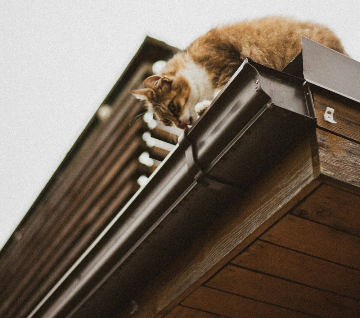 Galleria foto 'I Lavori di Manutenzione della Casa da fare assolutamente in Primavera' - foto 2