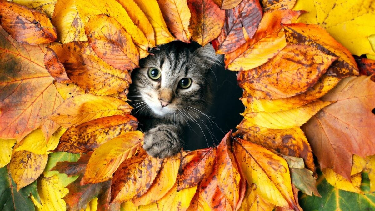 Galleria foto 'Giornata Mondiale del Gatto: 5 Borghi a misura di Felino in cui celebrarla' - foto 1