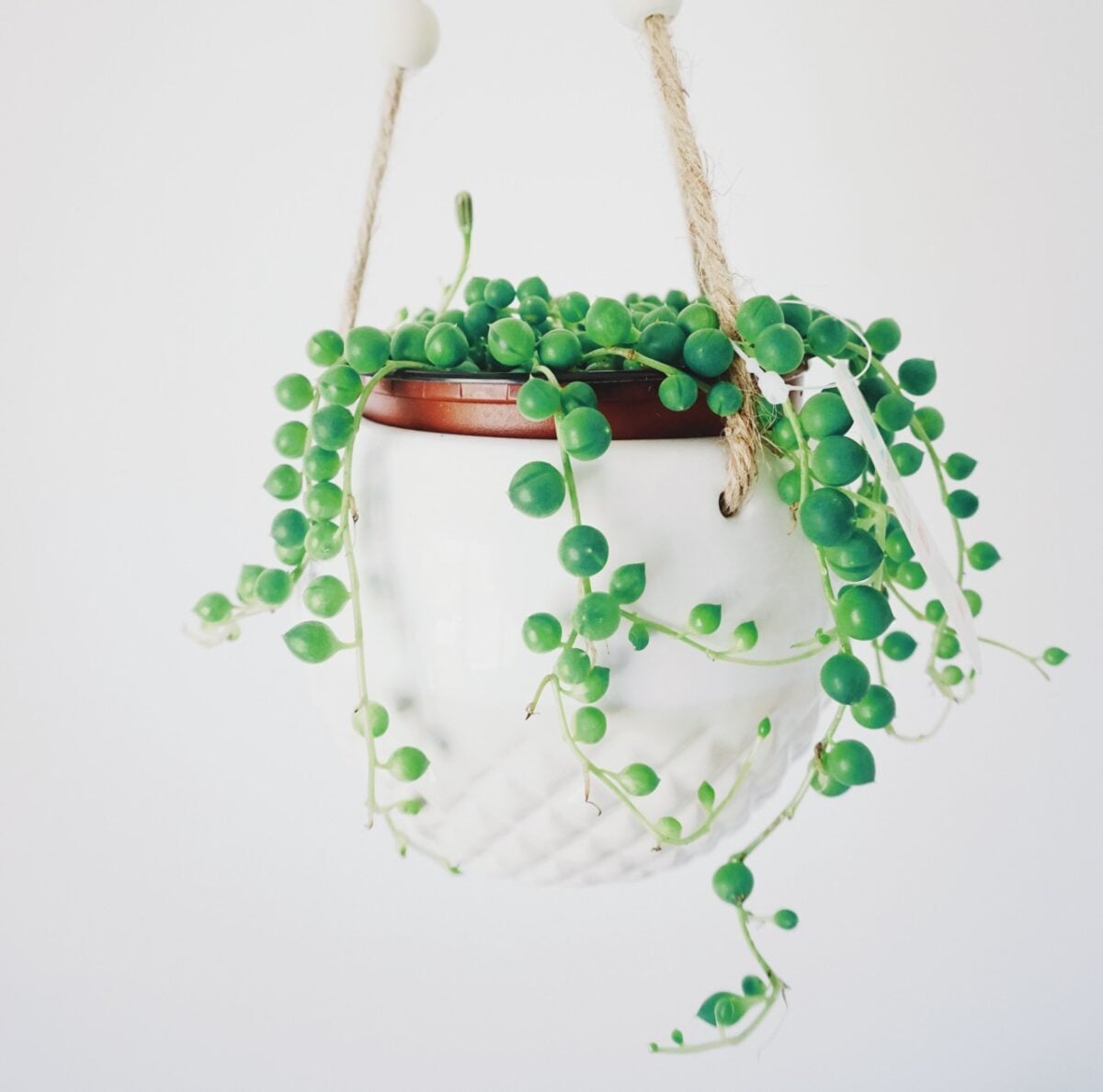 Galleria foto 'Piante pendenti, le più belle per decorare gli interni di Casa' - foto 5