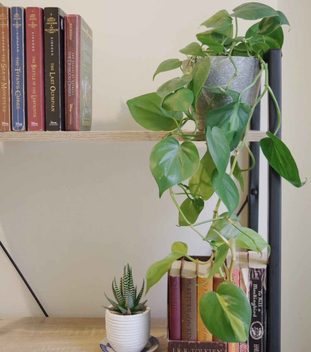 Galleria foto 'Piante pendenti, le più belle per decorare gli interni di Casa' - foto 3