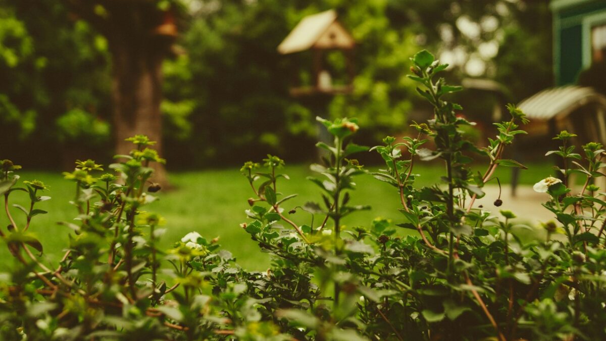 Come preparare il Giardino in Primavera: la guida completa