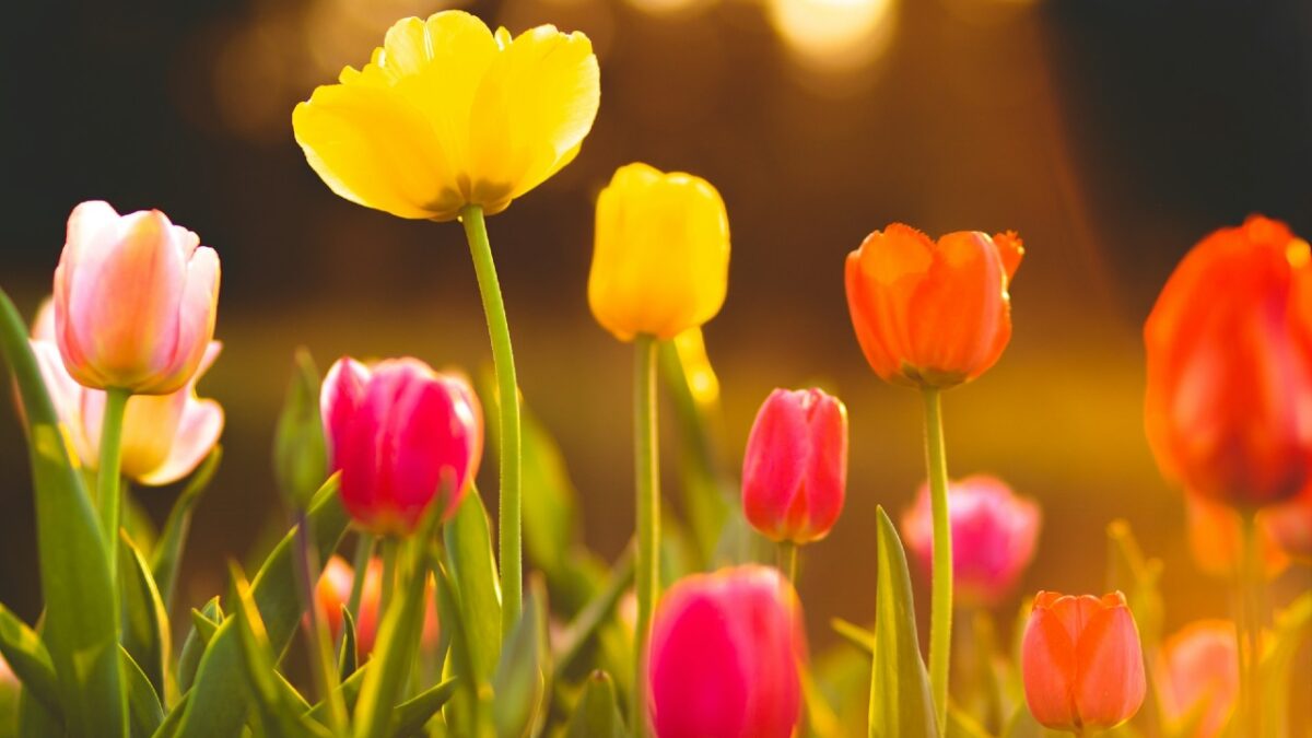 Sembra di stare in Olanda, questo Borgo delle Marche in primavera è un tripudio di Tulipani