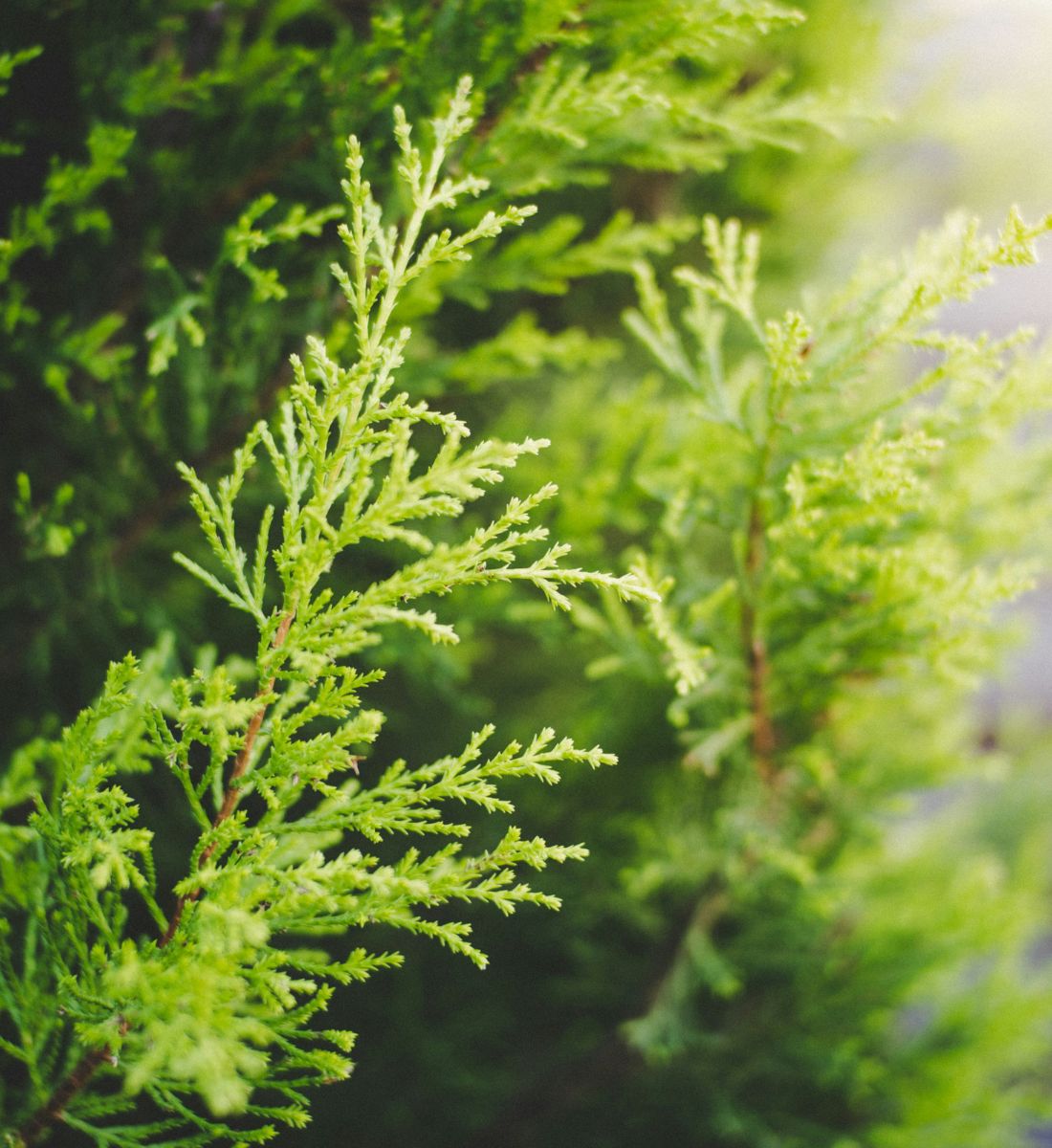 Galleria foto 'Cellulite e ritenzione idrica: questo è l’olio più efficace' - foto 1