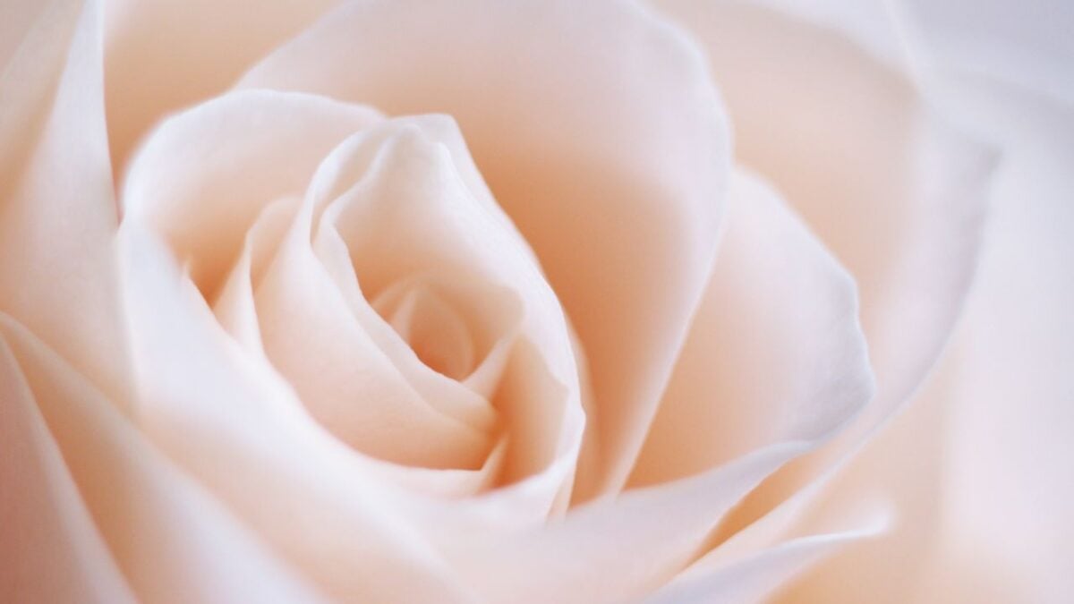 5 profumi alla rosa da indossare in Primavera