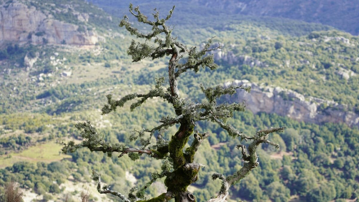 I Borghi della Barbagia Sarda da scoprire in Primavera