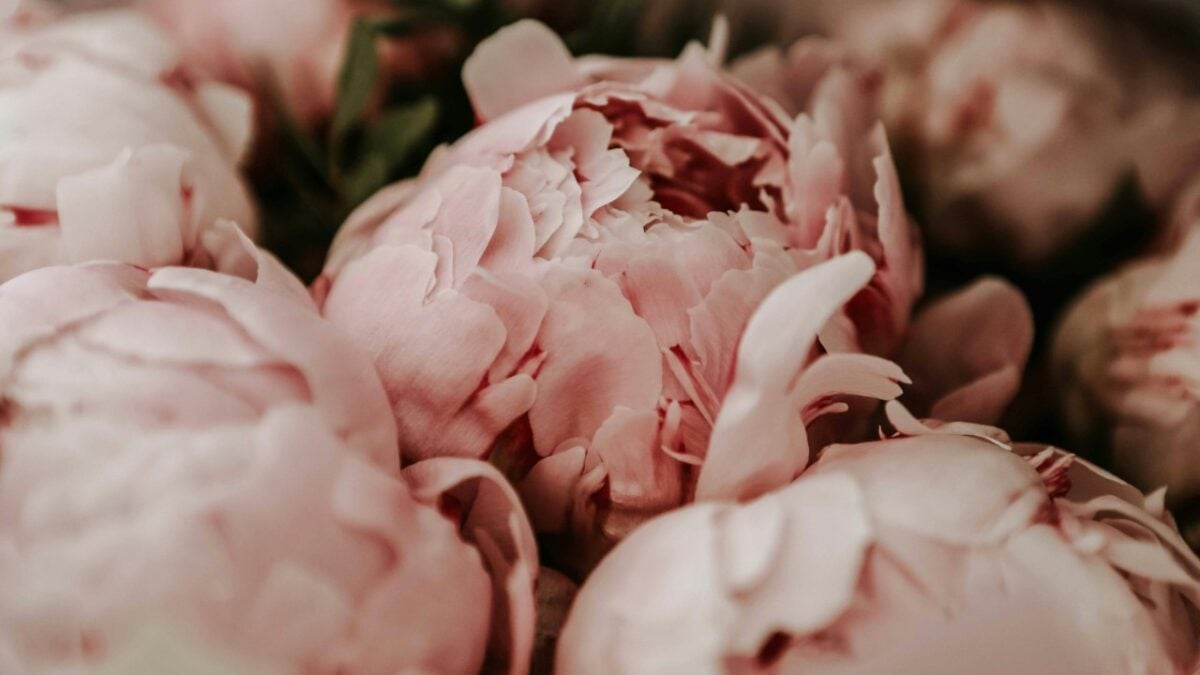 Profumi alla Peonia, una fresca fragranza di Maggio: ecco quali provare…