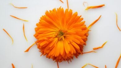 La Calendula, vero jolly per la skincare in vacanza (ma non solo)