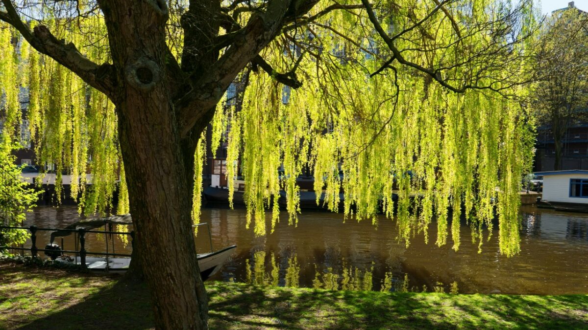 Galleria foto 'Come creare zone d’ombra in Giardino: idee da copiare' - foto 3