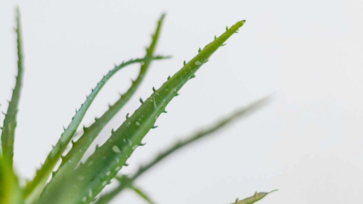 5 Creme per il Corpo all’Aloe Vera, idratanti e rinfrescanti