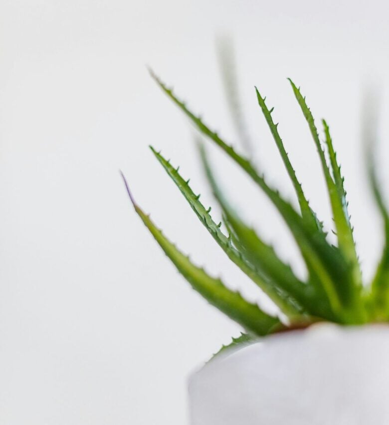 foglie di aloe in vaso