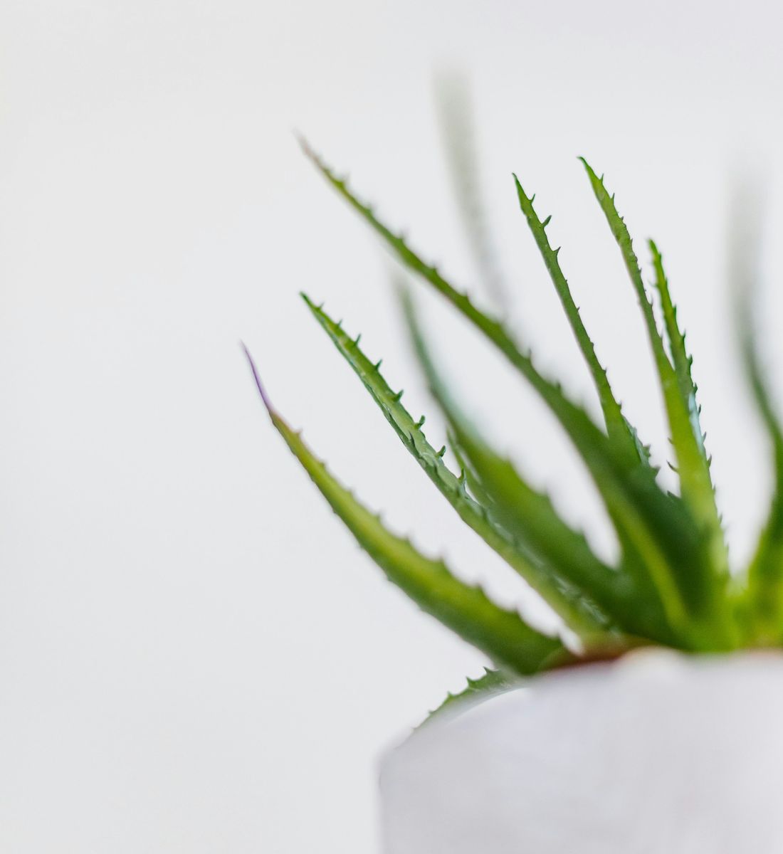 Galleria foto '5 Creme per il Corpo all’Aloe Vera, idratanti e rinfrescanti' - foto 8