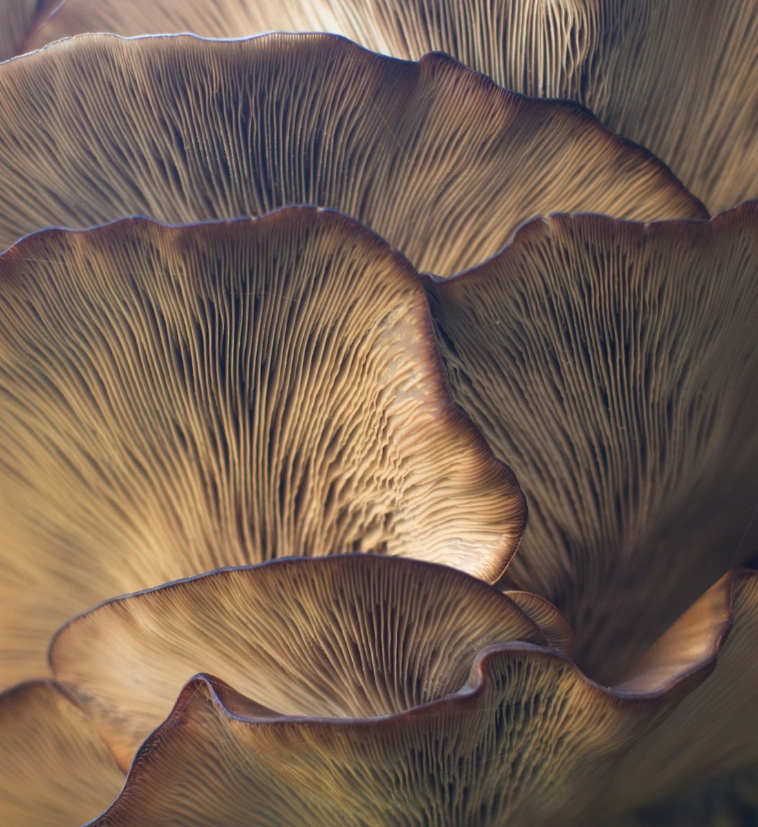 Galleria foto 'Skincare Antimacchie e antietà: questo è un ingrediente magico' - foto 6