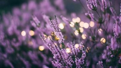 Video – I Profumi più buoni con fresche note di Lavanda sono questi!