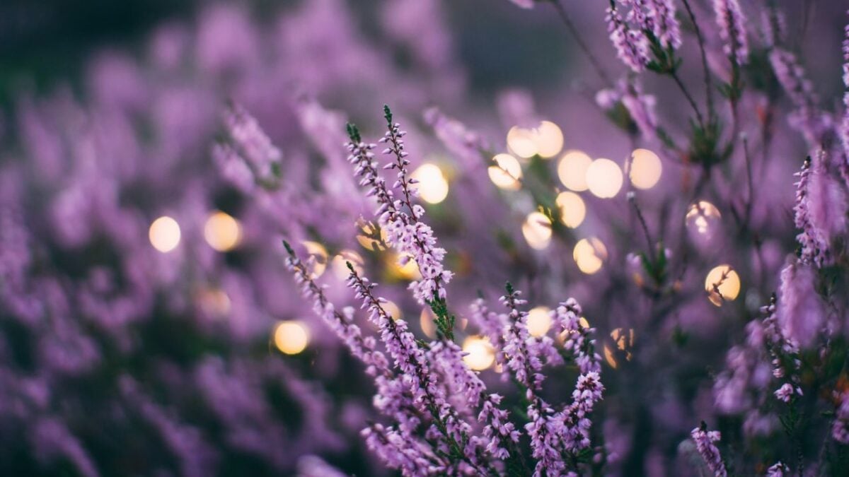 I Profumi più buoni con fresche note di Lavanda sono questi!