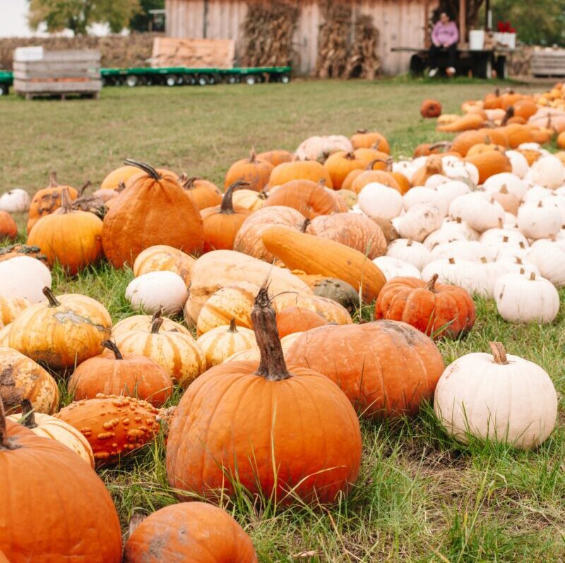 Galleria foto 'Pumpkin Patch al Sud: la passione per le zucche d’autunno arriva anche in Puglia e Calabria' - foto 1