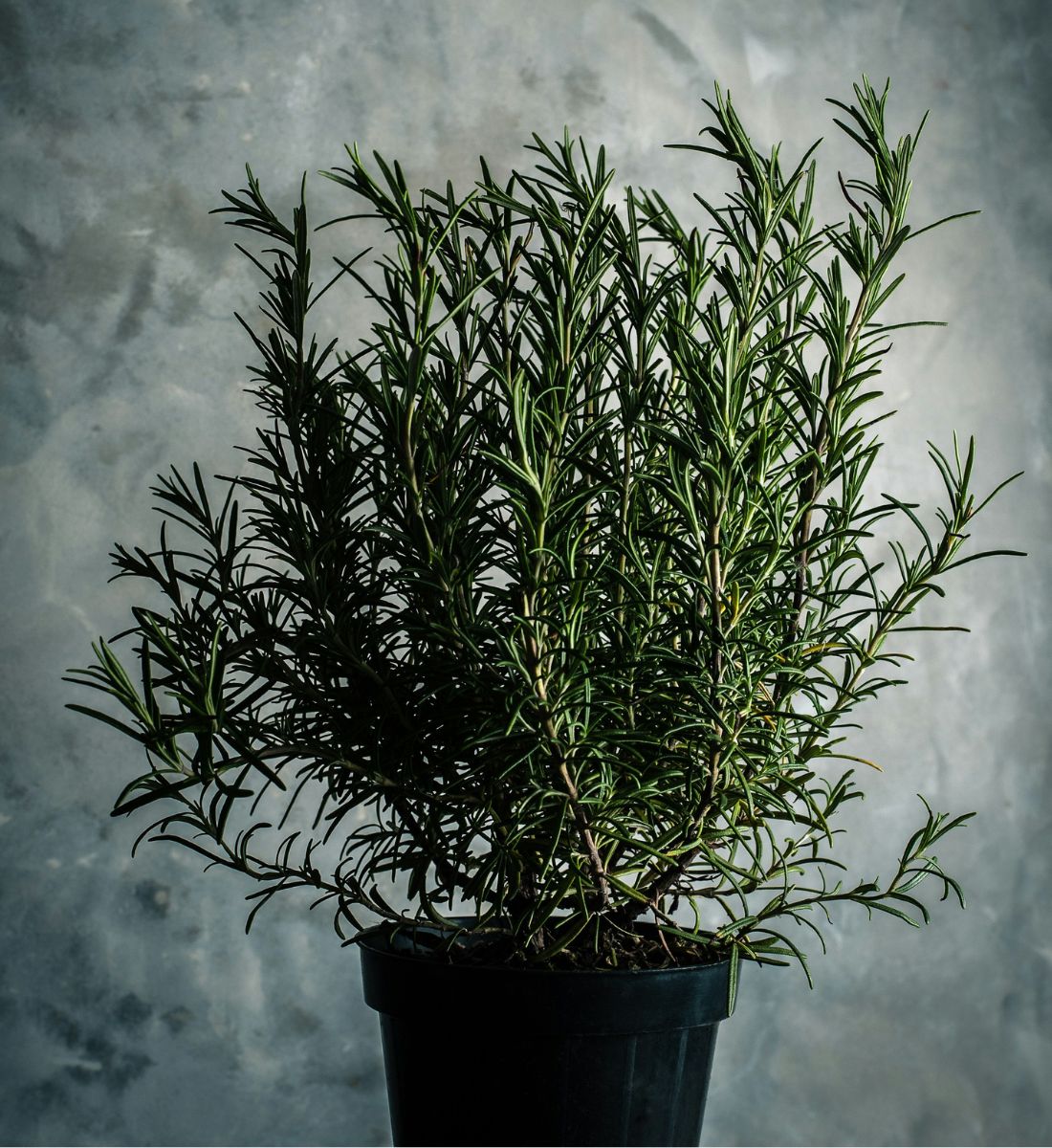 Galleria foto 'Rosmarino, i benefici dell’estratto per pelle e capelli' - foto 3