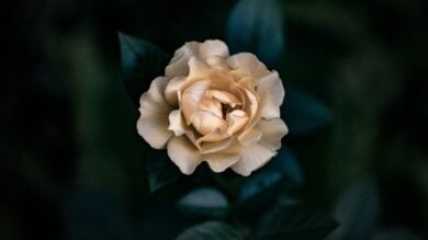 Profumi alla Gardenia, una nota di Primavera elegante e seducente!