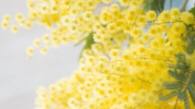 Prenditi cura delle Donne che ami: 7 preziosi doni Skincare per celebrare l’8 marzo