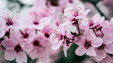 Weekend di primavera a Roma, ecco dove vedere le più belle fioriture della Città Eterna