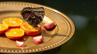 10 irresistibili Profumi dolci (sì, anche al cioccolato) per festeggiare la Pasqua!