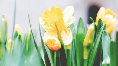 Non il solito uovo: ecco i beauty gift da regalare per Pasqua