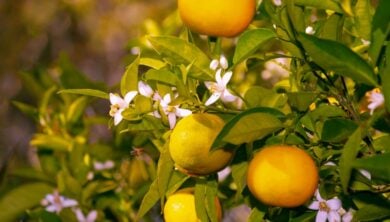 Le Colonie al Profumo di agrumi da acquistare ora e indossare fino all’estate…