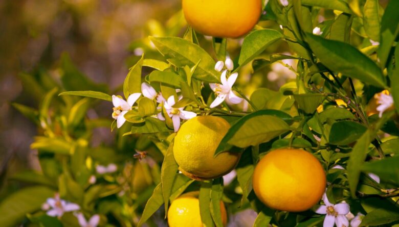 Le Colonie al Profumo di agrumi da acquistare ora e indossare fino all’estate…