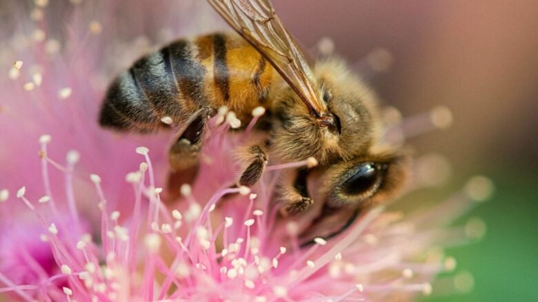 Giornata delle api: i migliori trattamenti a base di un ingrediente che da millenni è al centro della skincare