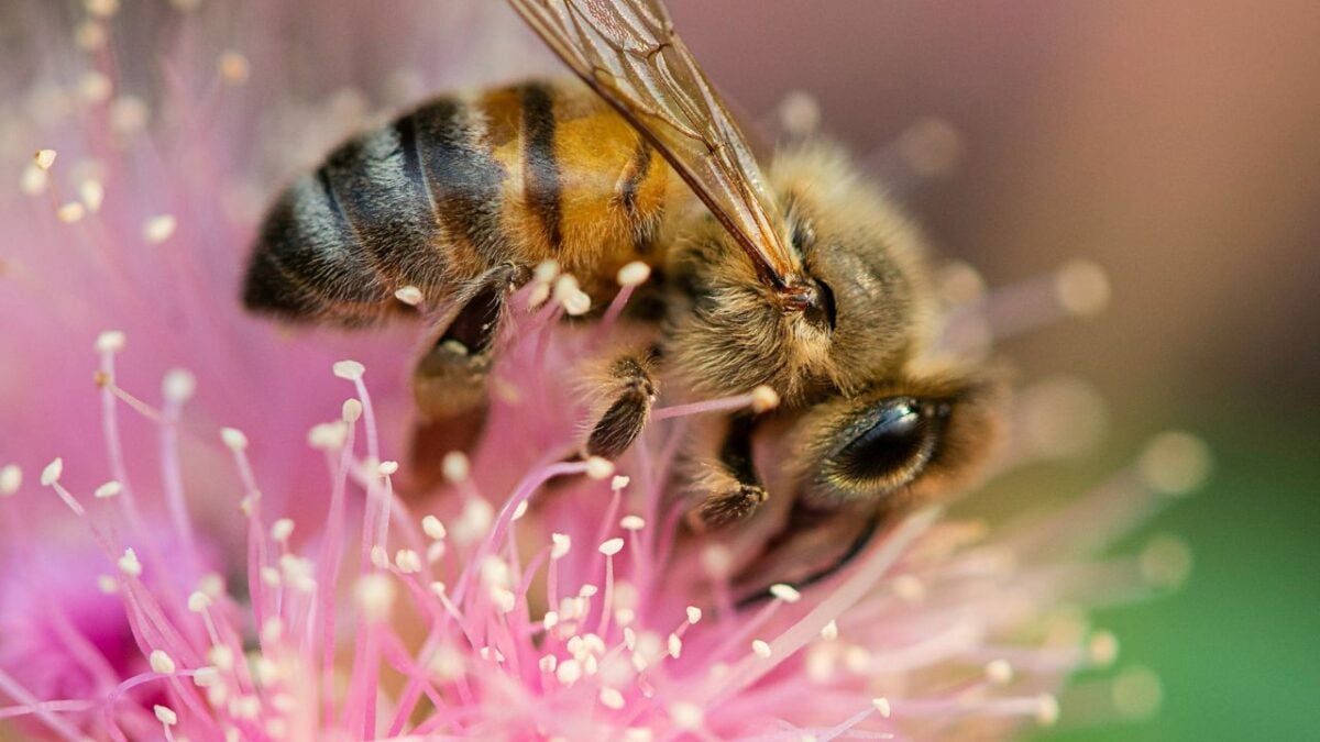 Giornata delle api: i migliori trattamenti a base di un ingrediente che da millenni è al centro della skincare