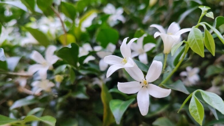 I profumi ai fiori bianchi che ti faranno sentire subito in vacanza: ecco le fragranze più sensuali dell’estate!