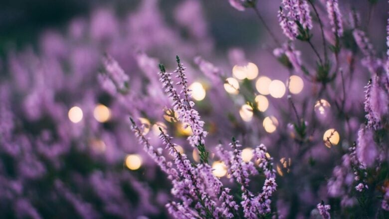 Borghi della lavanda in Italia: 6 incantevoli destinazioni da scoprire subito!