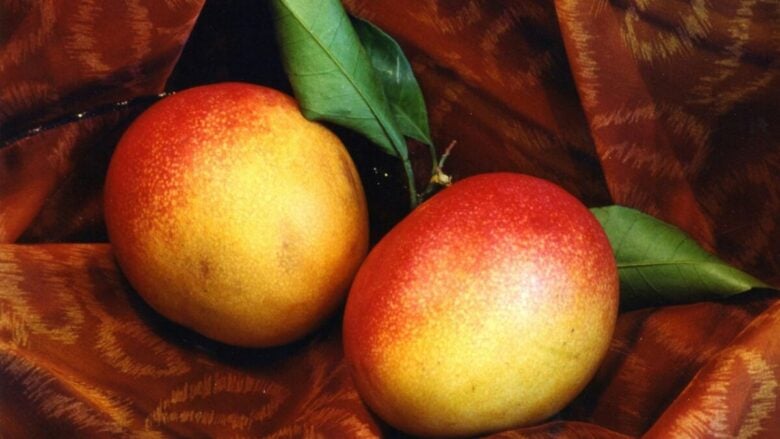 Mango, pesca, passion fruit: i nuovi profumi alla frutta dagli aromi freschi e golosi