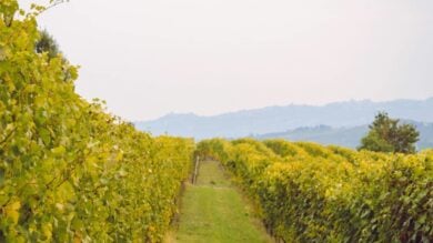 Vini pregiati, cultura e bellezza autentica: scopri questo splendido Borgo tra le Colline del Barolo…
