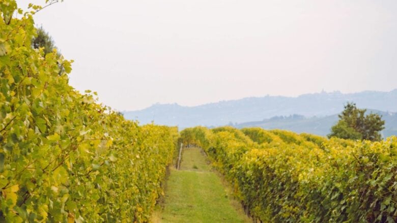 Vini pregiati, cultura e bellezza autentica: scopri questo splendido Borgo tra le Colline del Barolo…