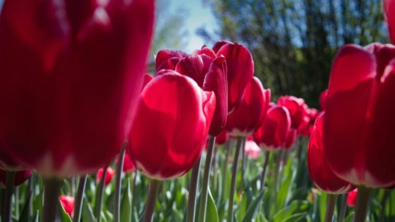 Il borgo del Veneto che sembra l’Olanda con i suoi tulipani in fiore