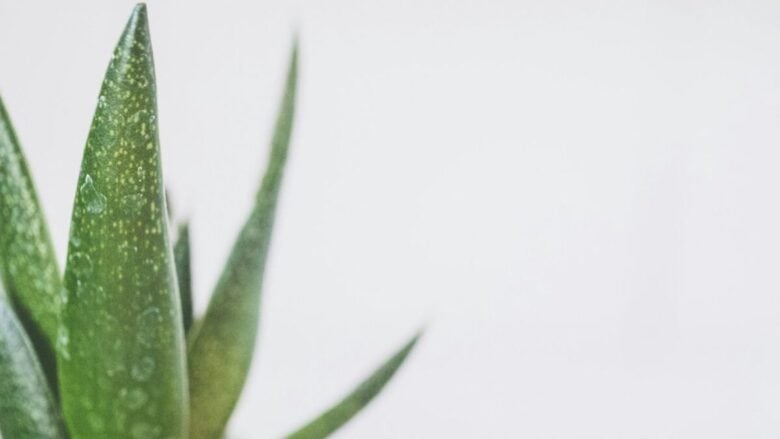 Pelle arrossata dal sole? L’Aloe è il tuo alleato naturale: scopri le 5 novità top dell’estate 2025!