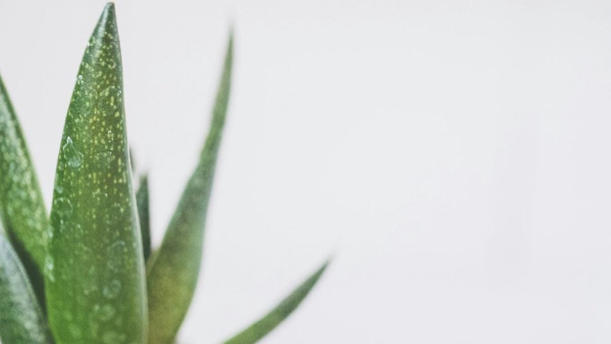 Pelle arrossata dal sole? L’Aloe è il tuo alleato naturale: scopri le 5 novità top dell’estate 2025!