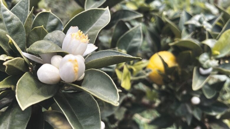 5 Profumi al chinotto: agrumati e rinfrescanti, perfetti per l’estate