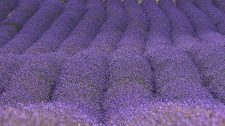 A Padova si trova il labirinto di lavanda più suggestivo di tutta Italia