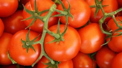 Profumi al pomodoro: le fragranze green che amerai questa estate