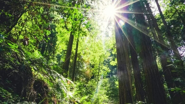 Esperienze immersive nei borghi del Casentino: scopri gli appuntamenti dell’Estate 2025