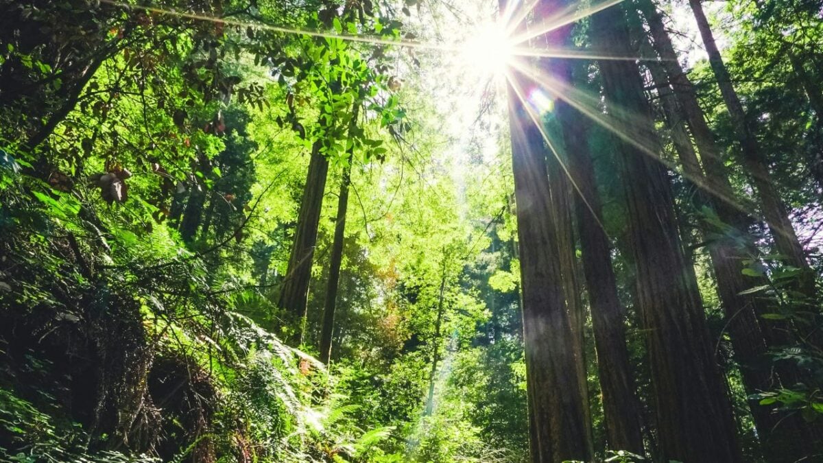 Esperienze immersive nei borghi del Casentino: scopri gli appuntamenti dell’Estate 2025