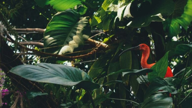 Profumi di nicchia dal cuore selvaggio: 8 fragranze Jungle che ti portano ai Tropici