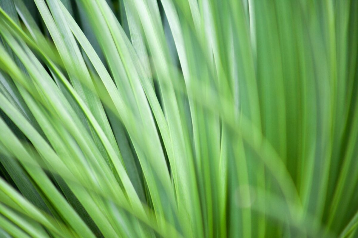 Il segreto green contro le zanzare: 5 piante da coltivare in casa o in giardino Il segreto green contro le zanzare: 5 piante da coltivare in casa o in giardino
