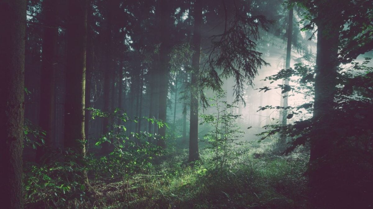 Profumi ispirati alla montagna: fragranze fresche e boschive perfette per l’estate