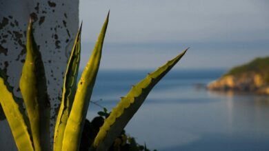 San Domino: guida all’Isola delle Tremiti più vivace e selvaggia