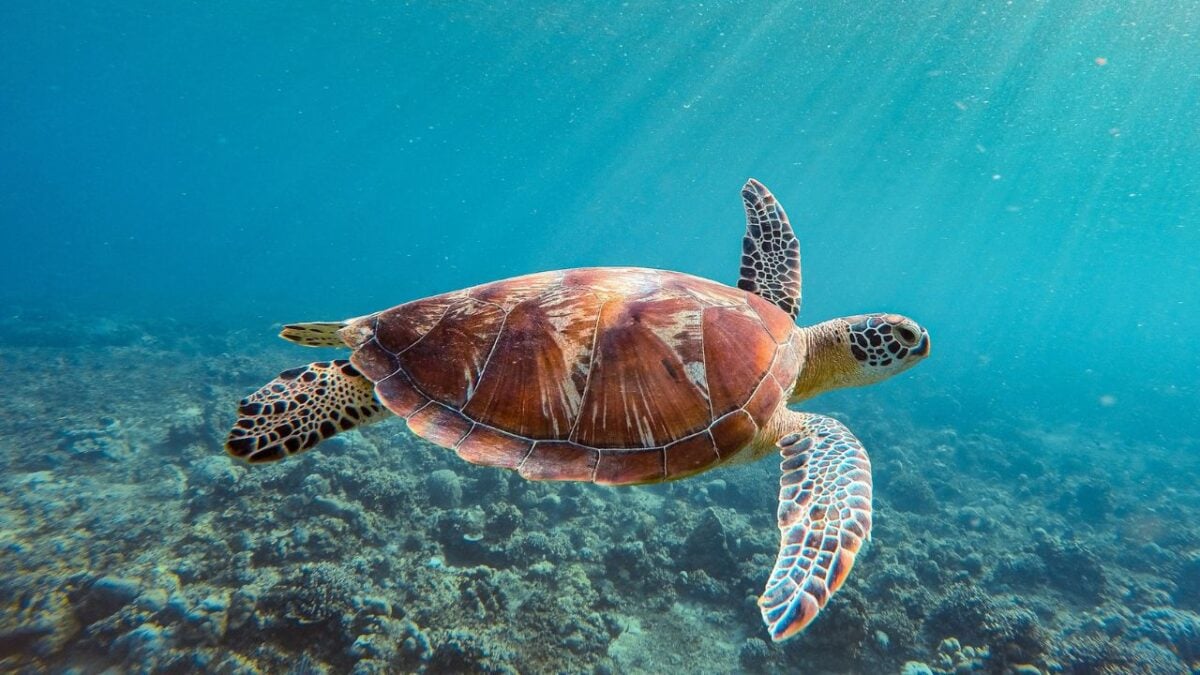 Le spiagge italiane dove nascono le tartarughe: ecco dove vederle